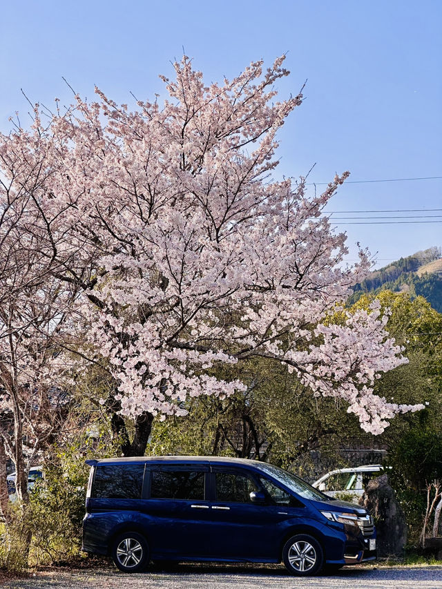 Sakura Reflections on a Village Stroll: Spring in Yufuincho Kawakami 