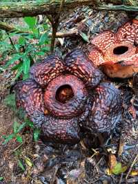 Does the rafflesia flower really smell bad💐?