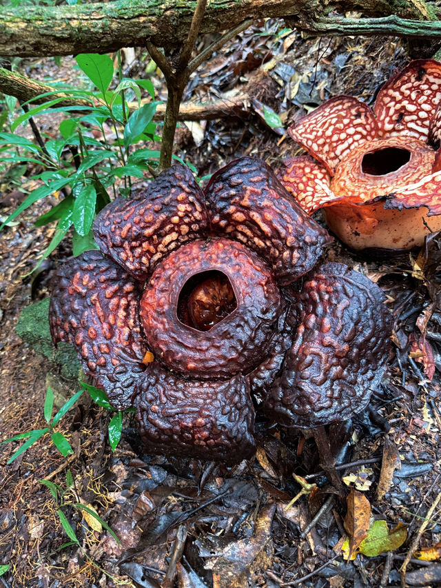 Does the rafflesia flower really smell bad💐?