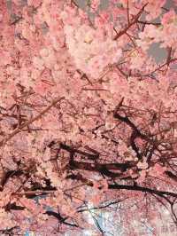 Sakura Strolls and Street Eats at Ueno Park