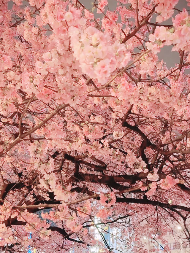Sakura Strolls and Street Eats at Ueno Park