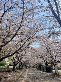 A Peaceful Day in Samukawa – Shrines, Sakura & a Slow Walk