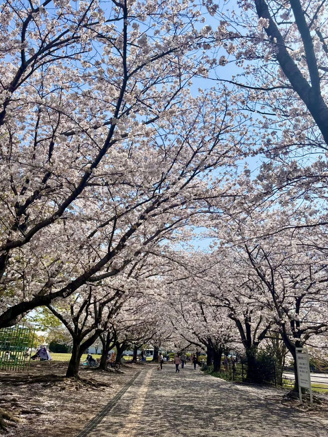 A Peaceful Day in Samukawa – Shrines, Sakura & a Slow Walk