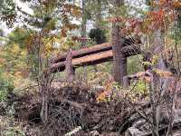 A Hike to Remember in Thimphu -Kuenselphodrang National Park