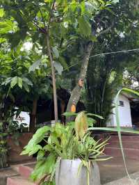 Top Places to Visit in Kandy – Sri Lanka's Cultural Capital