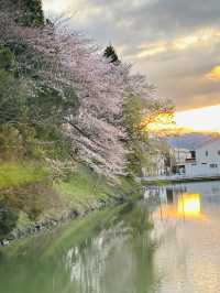 春之旅～～～～仙台賞櫻🌸