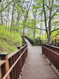 The Baekun Mountain Natural Recreation Fores
