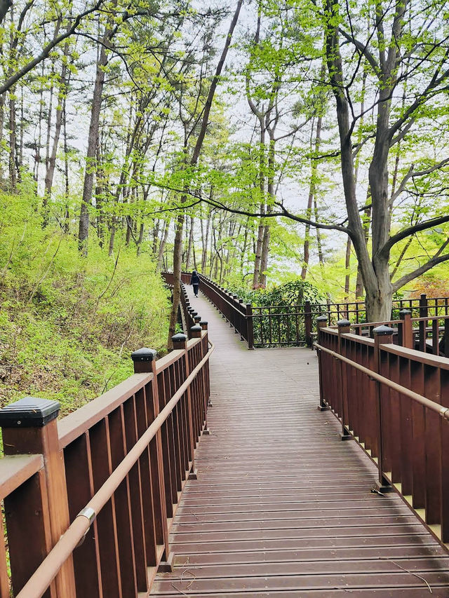 The Baekun Mountain Natural Recreation Fores