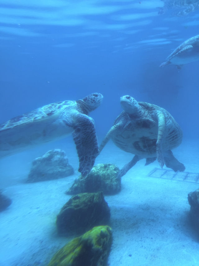 沖繩｜再遠都值得跑一趟 美麗海水族館的黑潮之美