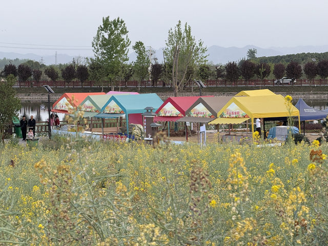 Do you know canola oil is of such pretty plants?