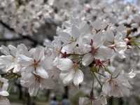 🌸【初見即傾心】大宮公園櫻花滿開的那一刻，我與春天撞了個滿懷!