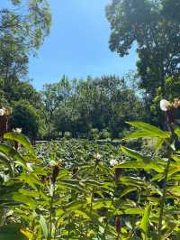 香港｜自然教育，野餐🧺，狗狗遊樂好去處.