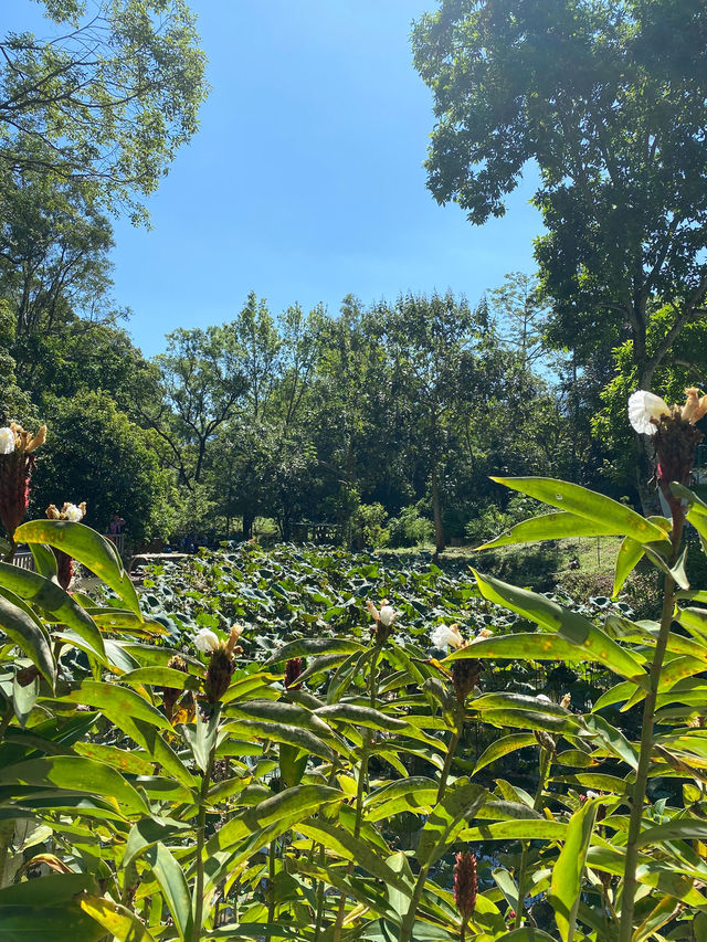 香港｜自然教育，野餐🧺，狗狗遊樂好去處.