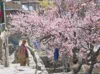 🌸Spring in Pakistan – A Season Like No Other