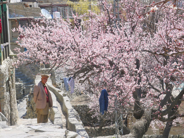 🌸Spring in Pakistan – A Season Like No Other