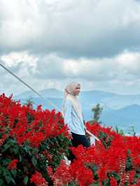 Red, Radiant & Wild – Ying Yong’s Boldest Bloom
