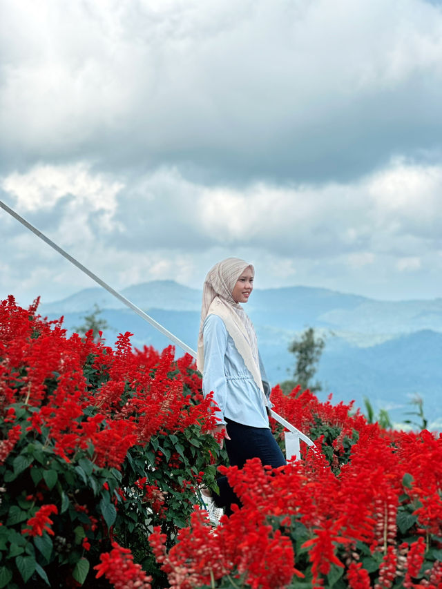 Red, Radiant & Wild – Ying Yong’s Boldest Bloom