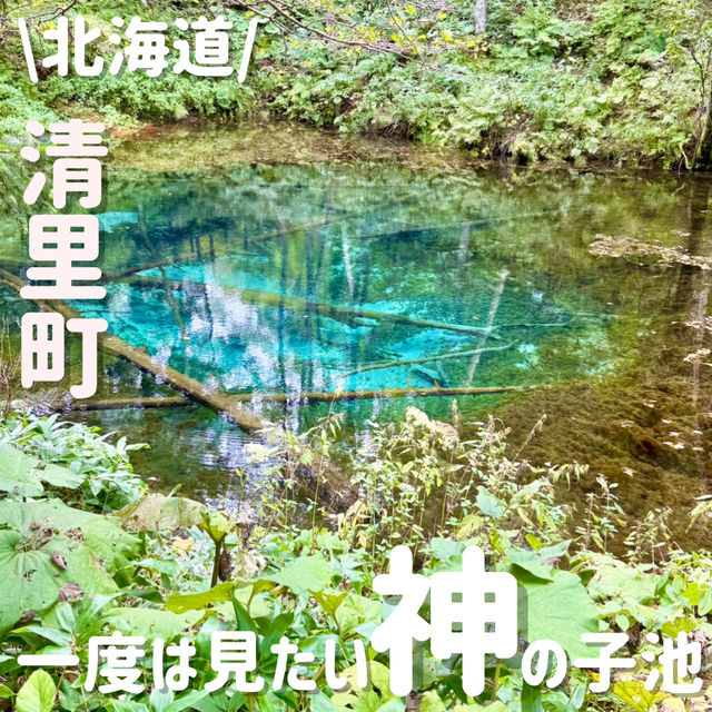一度は見に行きたい✨️神秘的な青い池