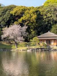 東京濱離宮恩賜庭園購物攻略｜古典庭園中的特色伴手禮精選