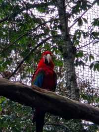 해외여행 브라질 이과수 조류동물원 Parque das Aves