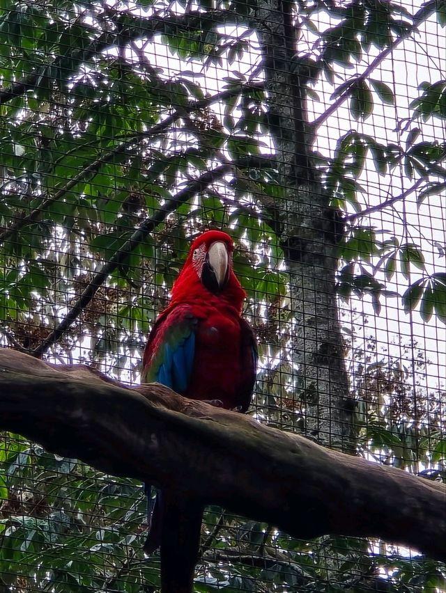 해외여행 브라질 이과수 조류동물원 Parque das Aves