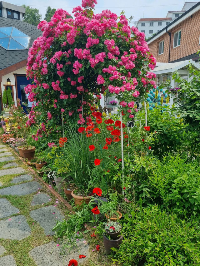 😆🌷충남 아산 여행 코스 카페플라워돔 장미 포토존