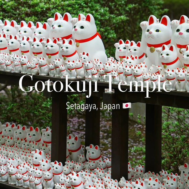 Tokyo's Hidden Gem: The Adorable "Cat Street" I'd Visit Countless Times! 😻🐾