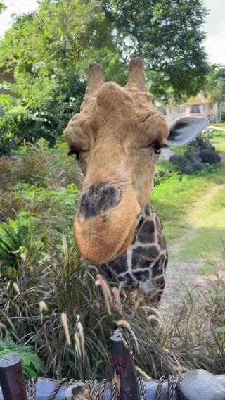 Bali Safari