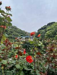 📚【鎌倉・鎌倉文学館】文豪たちが愛した洋館と四季のばら園を歩く旅
