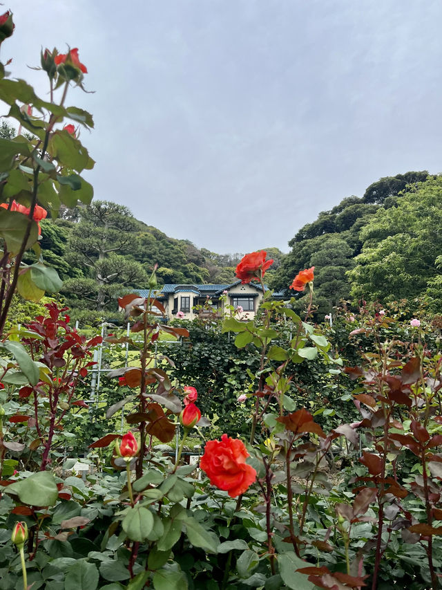 📚【鎌倉・鎌倉文学館】文豪たちが愛した洋館と四季のばら園を歩く旅