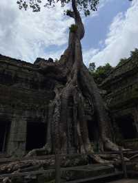 【世界遺産】アンコールワットは史上最高の廃墟🇰🇭