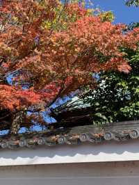 【京都🇯🇵】紅葉🍁が美しい秋の永観堂へ