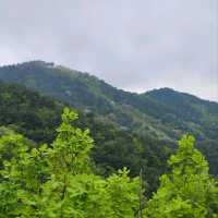 Forest Feels & Cloudy Peaks