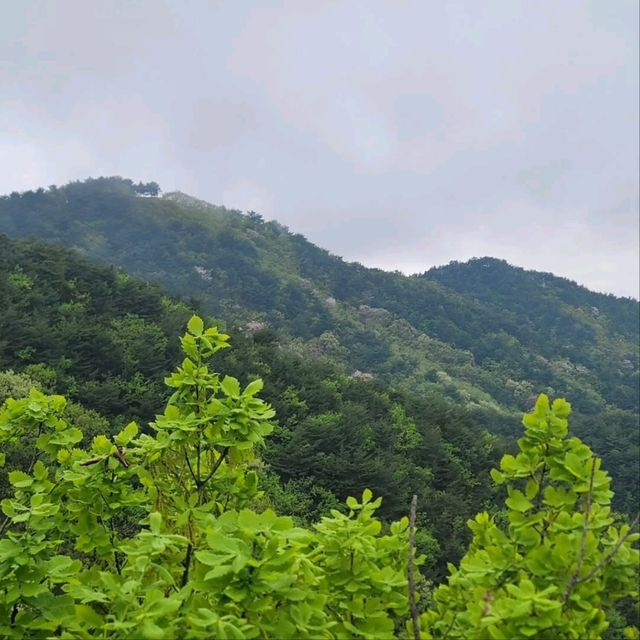 Forest Feels & Cloudy Peaks