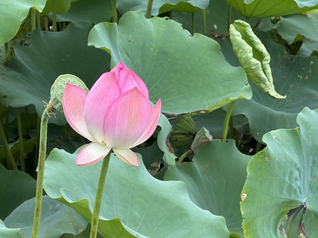 香港好去處 | 賞花 | 塱原自然生態公園 | 荷花