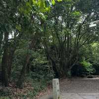 Nature Escape Vibes at Jeju Gotjawal Provincial Park