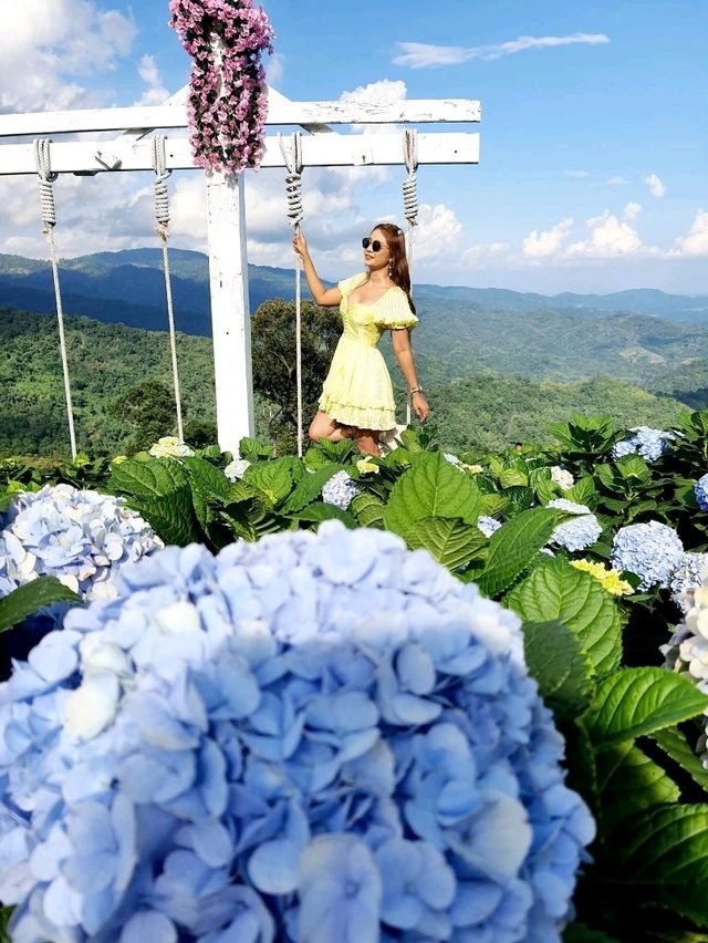 Hydrangea san (ไฮเดรนเยียซัง) ดอยแม่มอญ เชียงราย