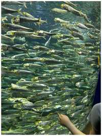 【東京/池袋】池袋ど真ん中！都会で楽しめサンシャイン水族館