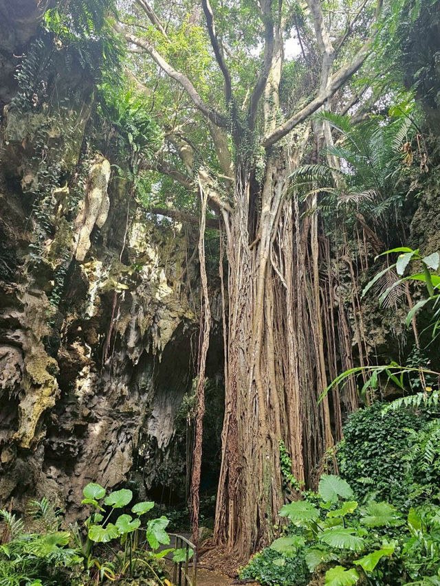 【太古の森で癒しの冒険】神秘の洞窟と森が広がる「ガンガラーの谷」