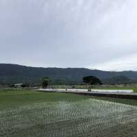 台東池上伯朗大道
