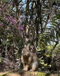 [Japan 🇯🇵] Okunoshima (Rabbit Island): An Unforgettable Hoppy Adventure!