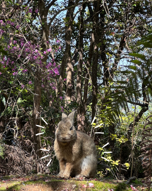 [Japan 🇯🇵] Okunoshima (Rabbit Island): An Unforgettable Hoppy Adventure!