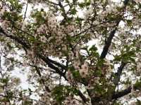 Spring at Ttukseom Hangang Park