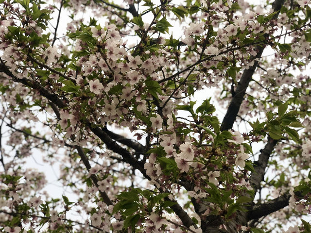 Spring at Ttukseom Hangang Park