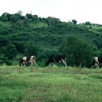 Hillbilly Farm 