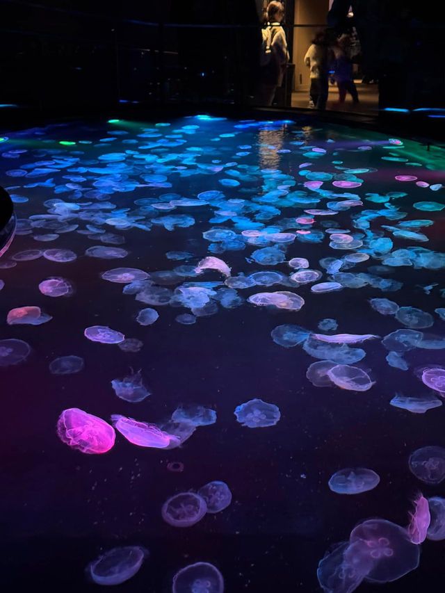 Sumida Aquarium 🐠🎏✨