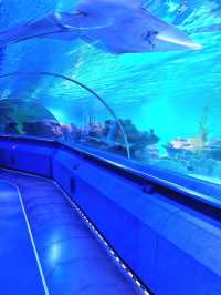 A Dive into the Deep at Aquaria KLCC