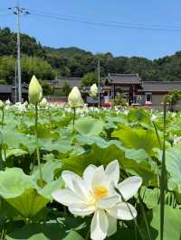 Gangwon