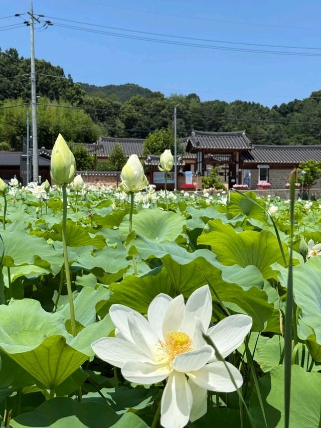 Gangwon
