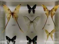 A Magical Day at Entopia, Penang 